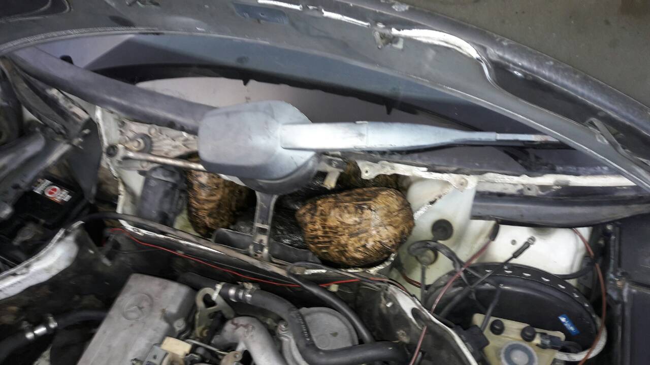 Mbushi makinën me kanabis, arrestohet 20-vjeçari nga Gjirokastra (FOTO)