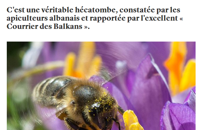 Mediat franceze: Pesticidi hashashit ka shkatërruar 40- 50% të bletëve në Shqipëri