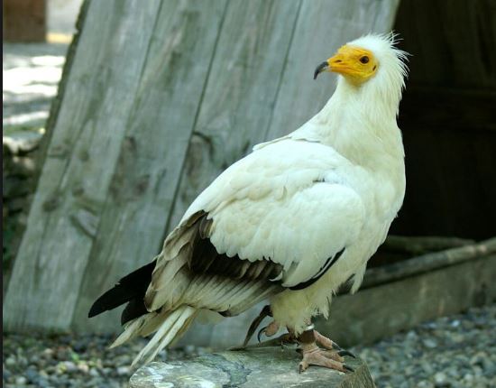 Alarm në Gjirokastër, mos prekni 4 çiftet e kalit të qyqes