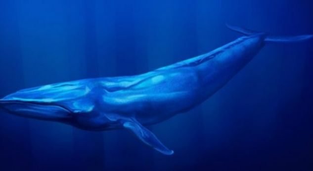 Gjirokastër, zbulohet 12-vjeçarja që luante lojën e rrezikshme “Balena Blu”