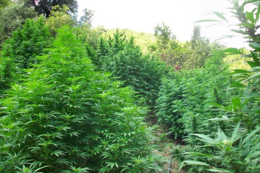 Tepelenë, zbulohen 650 rrënjë kanabis në fshatin e Saimir Tahirit