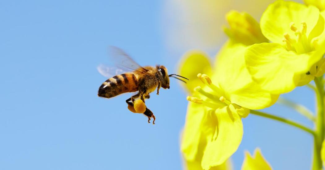 Bletët në Shqipëri po zhduken nga kanabisi dhe pesticidet