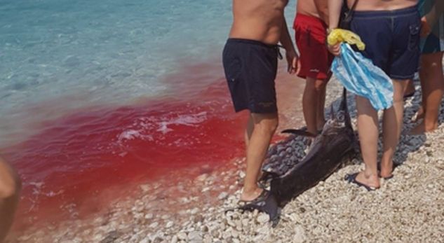 Përgjaket Borshi, pushuesit të tmerruar përplasen me peshkatarin (Foto)