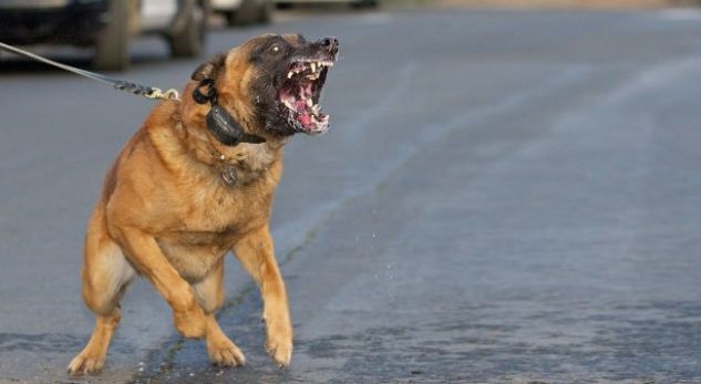 Greqi, qentë e gruas shqiptare shqyejnë kalimtarin 56-vjeçar