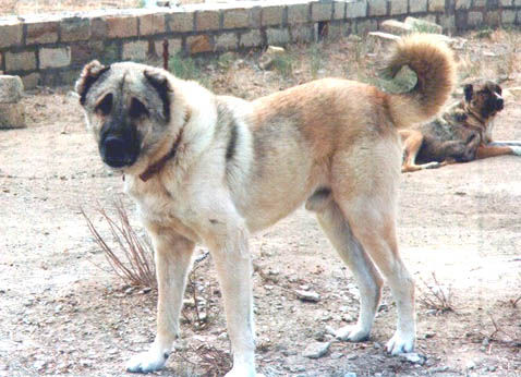 E rëndë! Kafshohet nga qeni, gjen vdekjen burri