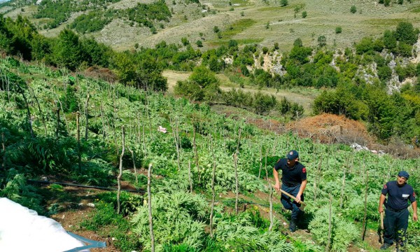 Historia e malazezit të dënuar nga Gjykata e Gjirokastrës për kanabis