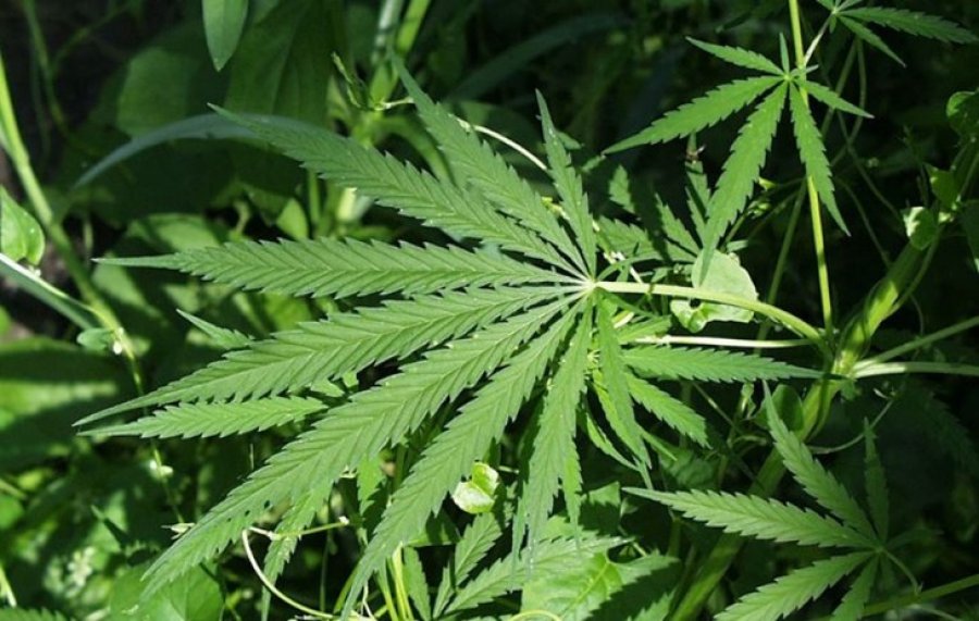 Lumturohen trafikantët shqiptarë, Italia drejt legalizimit të kanabisit