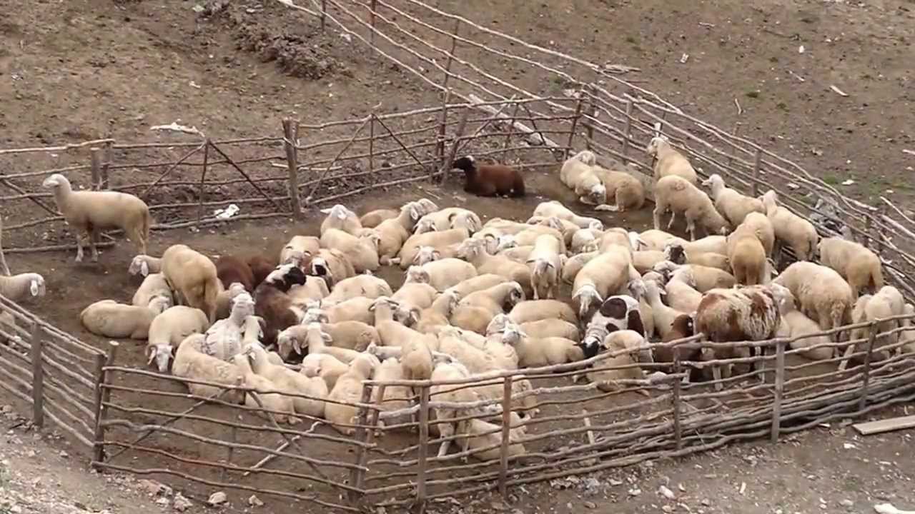 Bariut nga Tepelena i vjedhin delet në kasolle, policia në kërkim të autorëve