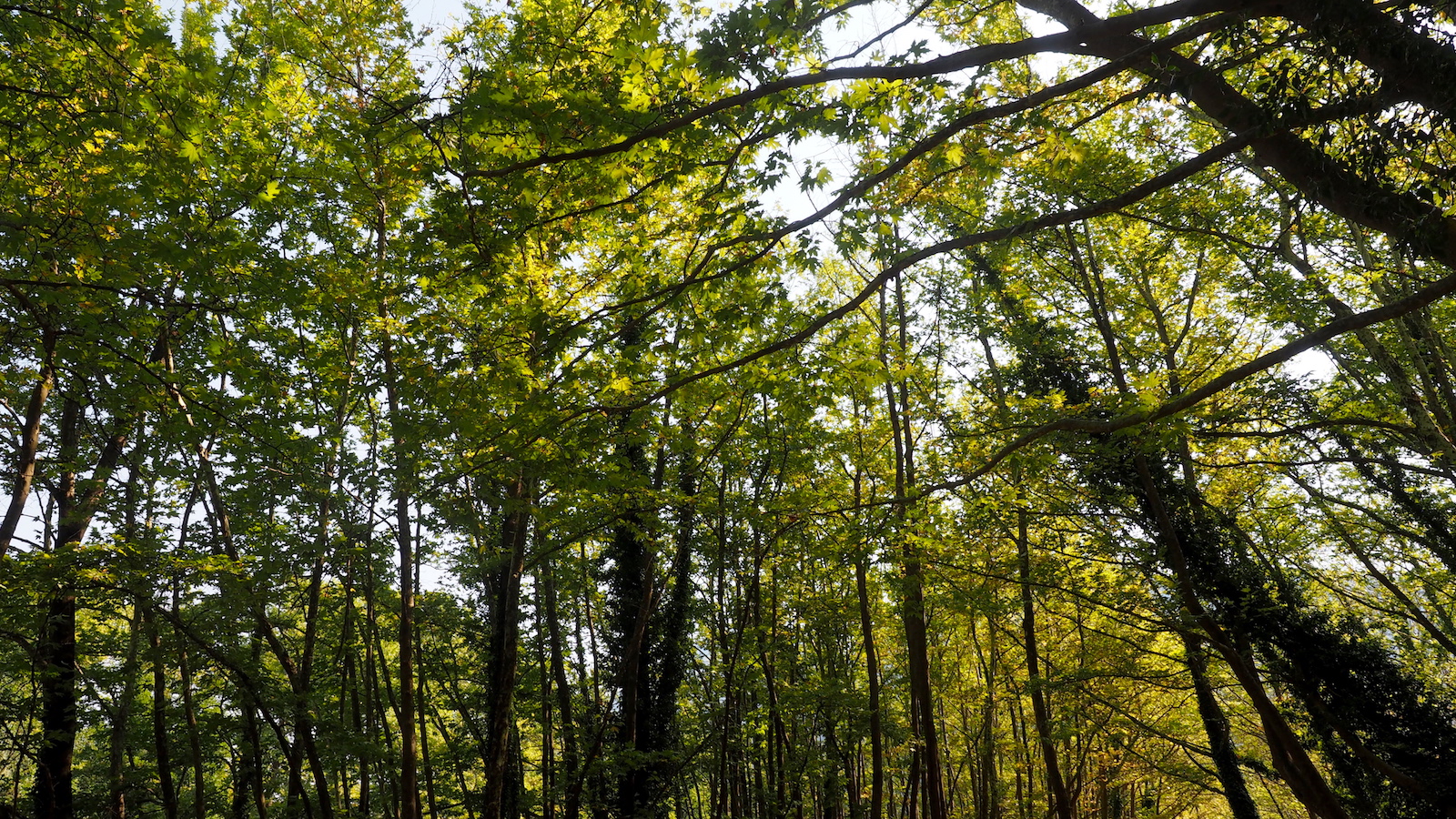Bashkia Libohovë i përgjigjet Shoqatës ‘Zagoria’: S’ka abuzim me prerjet e pyjeve, zonat janë miratuar nga Ministria e Mjedisit. Po monitorojmë situatën