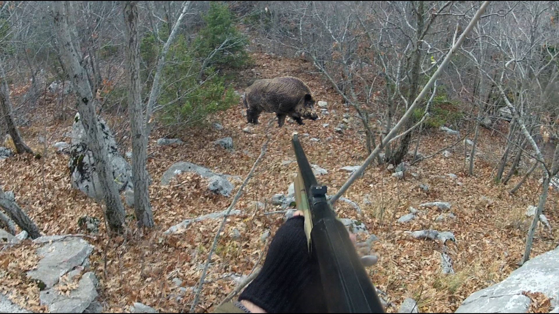 Kishin shkuar në Çatistër të vrisnin derra, por gjahtarët e pësojnë keq. Ja çfarë thotë policia e Gjirokastrës