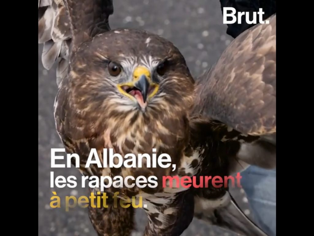 Bën xhiron e botës VIDEO e shqiptarit që do të shesë shqiponjën e plagosur