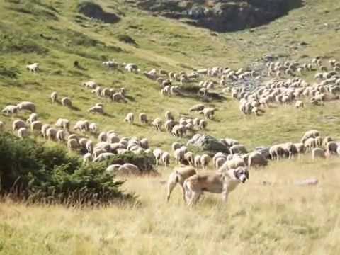 Shtetasit grek i vidhen 17 dele në stanin pranë kufirit shqiptar, policia në kërkim të autorëve