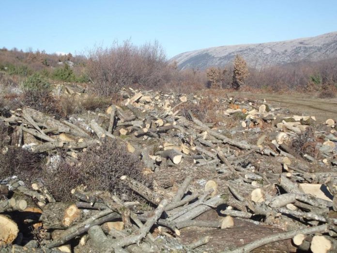 Zagori, banorët protestojnë kundër prerjes së pyjeve