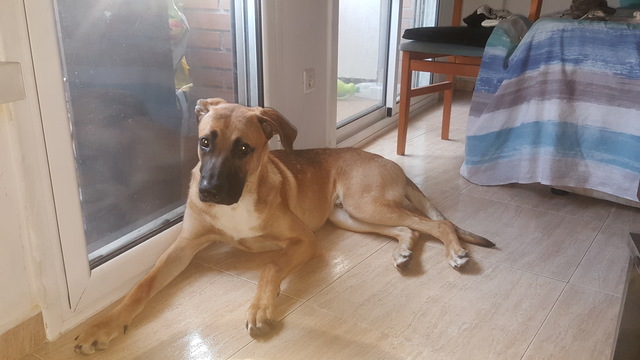 E rëndë/ Foshnja 14 muajshe kafshohet në kokë nga qeni i familjes