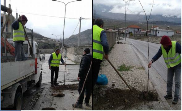 S’ka më hashash, në Lazarat mbillen pemë (FOTO)
