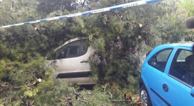 Pamje të frikshme nga moti i keq, rrëzohet pema, zë poshtë 3 makina (FOTO)