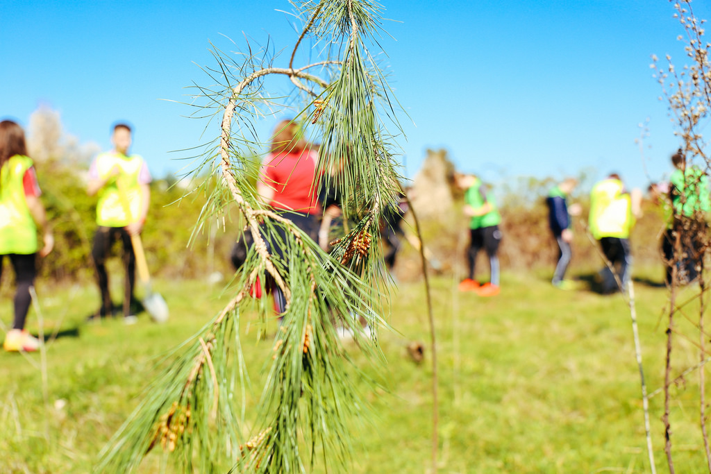 Gjirokastër, mblidhen maturantët e vitit ’95 të ‘Asim Zenelit’ dhe mbjellin pemë