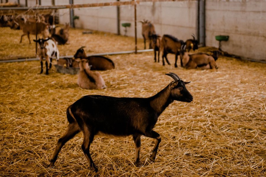 Lajm i keq për fermat blegtorale, taksa mund të shkojë dhe 3 mijë euro