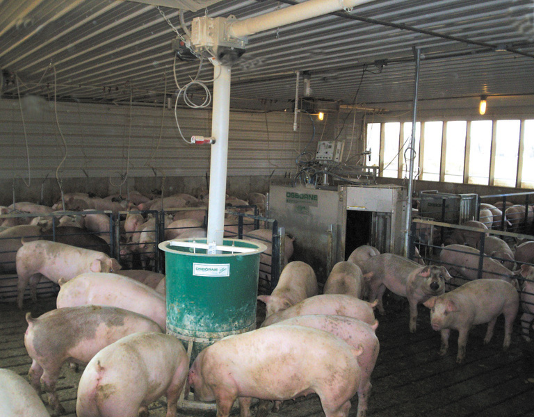 Vidhet një stallë derrash në Tepelenë