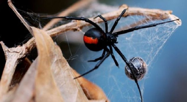 Gjirokastër, mjekët japin alarmin: Bëni kujdes nga merimanga e zezë