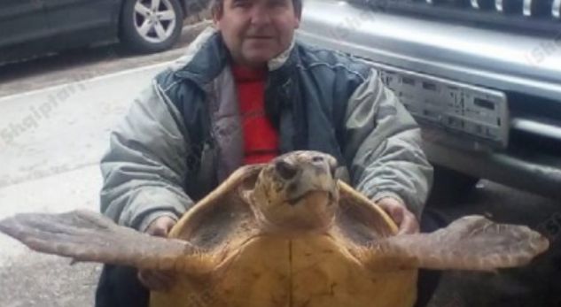 ‘Çmenduri’ në Sarandë, peshkatarët kapin breshkën 60 kg (VIDEO)