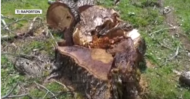 Vijon prerja e pyjeve në Zagori, ndjekje penale për një kompani private (VIDEO)