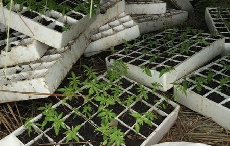 Mbollën kanabis, dy të arrestuar në Memaliaj