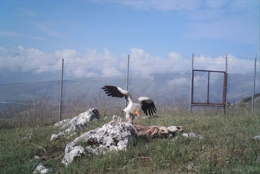 “Sofra e Mbretëreshave” në Gjirokastër stacioni i kalit të qyqes (FOTO)
