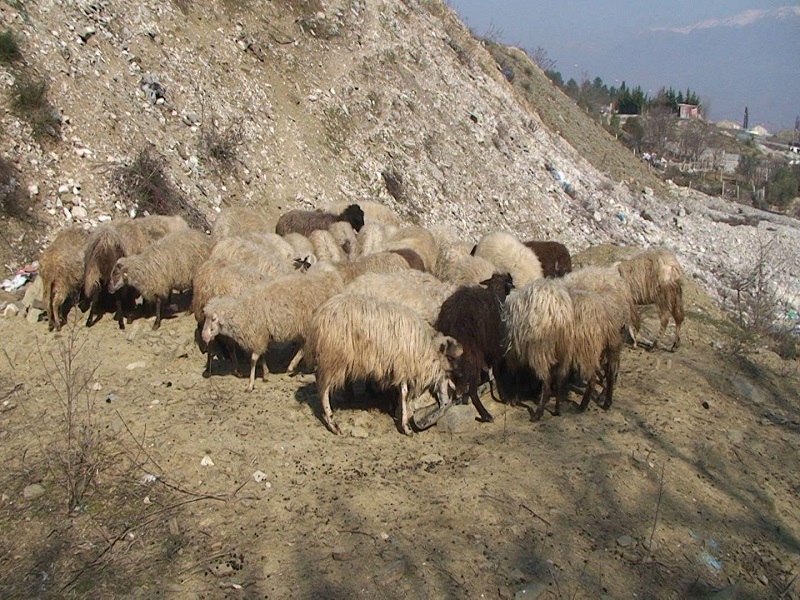Libohovë, ngordhin nga antraksi 10 kokë dele