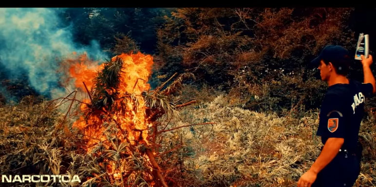 Nga intervista në Lazarat tek udhëtimi me avionin e Guardia di Finanza. Reportazhi për fuqizimin e mafias shqiptare