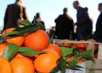 Konispoli bëhet gati për Festën e Mandarinës