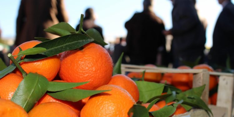 Konispoli bëhet gati për Festën e Mandarinës