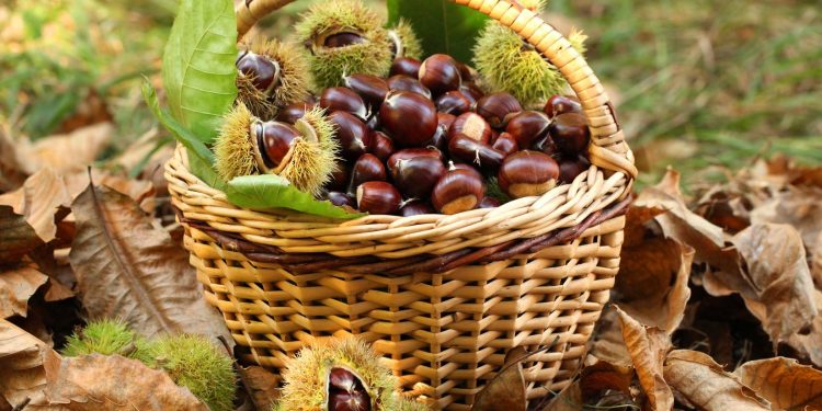 10 vlera shëndetësore të gështenjës