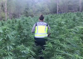 Shqiptarët e bëjnë Spanjën ‘Lazarat’, zbulohen 16 mijë bimë kanabis brenda pyjeve me pisha, mbroheshin natë e ditë me sistem të sofistikuar (VIDEO)