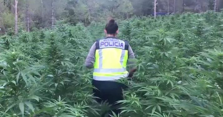 Shqiptarët e bëjnë Spanjën ‘Lazarat’, zbulohen 16 mijë bimë kanabis brenda pyjeve me pisha, mbroheshin natë e ditë me sistem të sofistikuar (VIDEO)