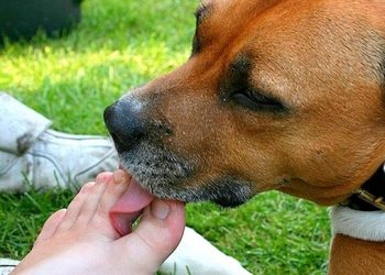 E papritur/ 63-vjeçari ndërron jetë pasi e lëpiu qeni