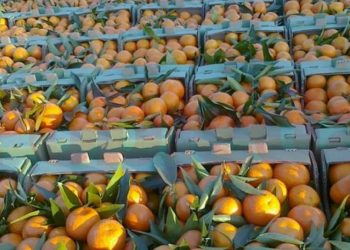 Sarandë, 700 tonë mandarina u eksportuan në vendet e rajonit dhe BE, gjatë një viti