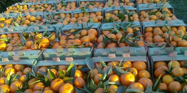 Sarandë, 700 tonë mandarina u eksportuan në vendet e rajonit dhe BE, gjatë një viti
