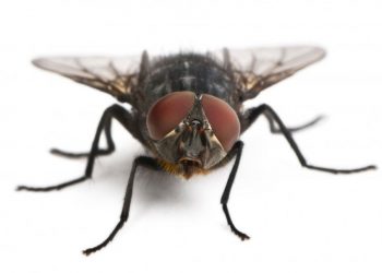 5 gjallesa që mund të jetojnë ‘pas vdekjes’ (FOTO)