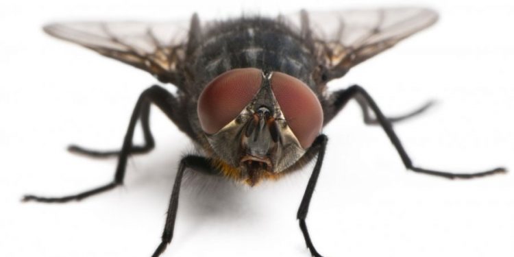 5 gjallesa që mund të jetojnë ‘pas vdekjes’ (FOTO)