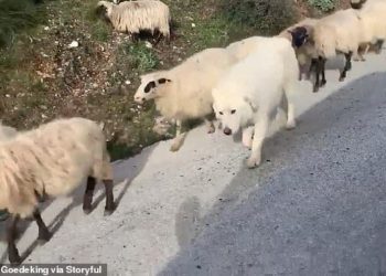 Gjirokastër, turisti gjerman ngatërron qenin me delen, pamjet bëjnë xhiron e botës (VIDEO)