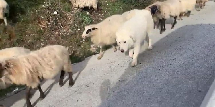 Gjirokastër, turisti gjerman ngatërron qenin me delen, pamjet bëjnë xhiron e botës (VIDEO)