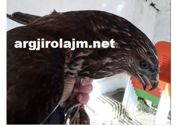 I riu nga Tepelena gjen një shqiponjë të sëmurë, bën thirrje për ndihmë (FOTO)