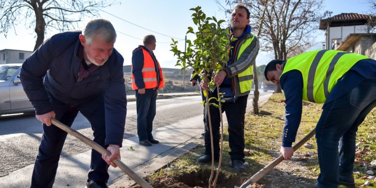 Gjirokastër, akte vandale në lagjen ‘Zinxhira’, dëmtohen pemët e mbjella një ditë më parë (FOTO)