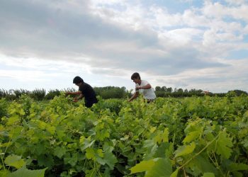 Pse duhet t’i jepni një shans verërave shqiptare