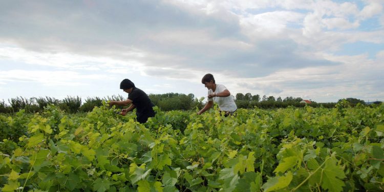 Pse duhet t’i jepni një shans verërave shqiptare