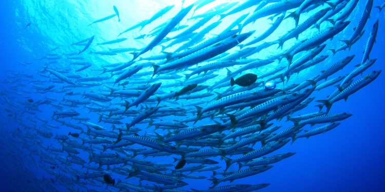 Çfarë dreqin është kjo? Nxirret nga deti kjo krijesë misterioze (VIDEO)