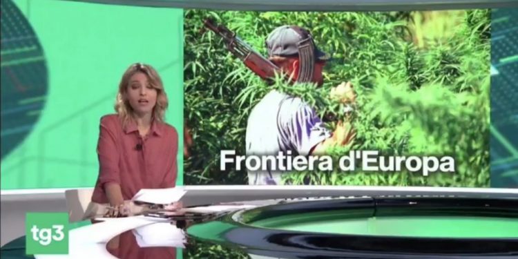 RAI3 nxjerr raportin sekret: Mbjellja e kanabisit në Shqipëri u rrit me 1200% (VIDEO)