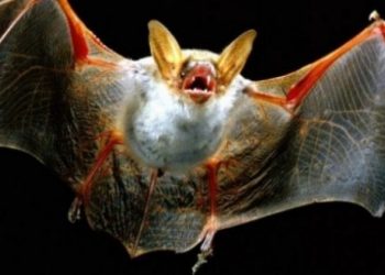 New York Times: Lakuriqët e natës sollën koronavirusin e tmerrshëm