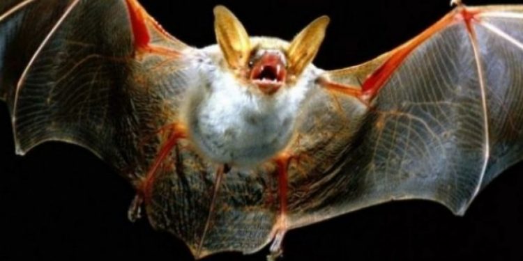 New York Times: Lakuriqët e natës sollën koronavirusin e tmerrshëm